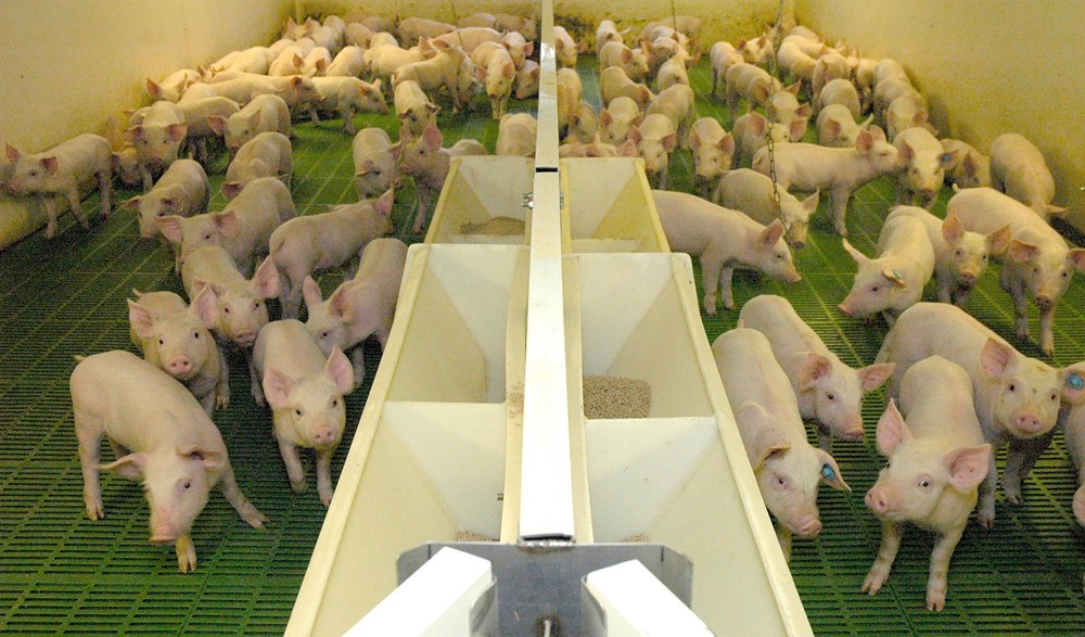Weaner pigs on green plastic slats